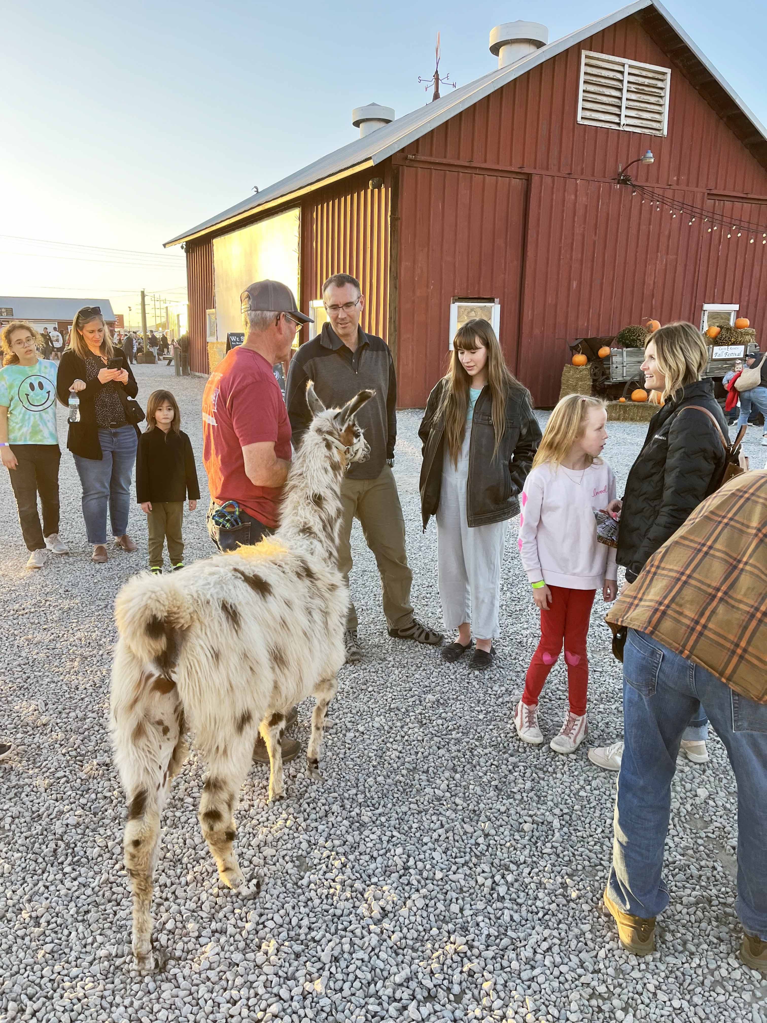 Families enjoying Cross E Ranch with farm animals in Utah